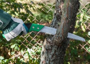 Best Pruning Saw in 2022 - Reviews & Buyers Guide
