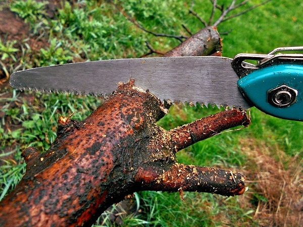 Best Pruning Saw in 2022 - Reviews & Buyers Guide