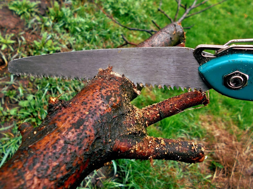 sawing tree branch